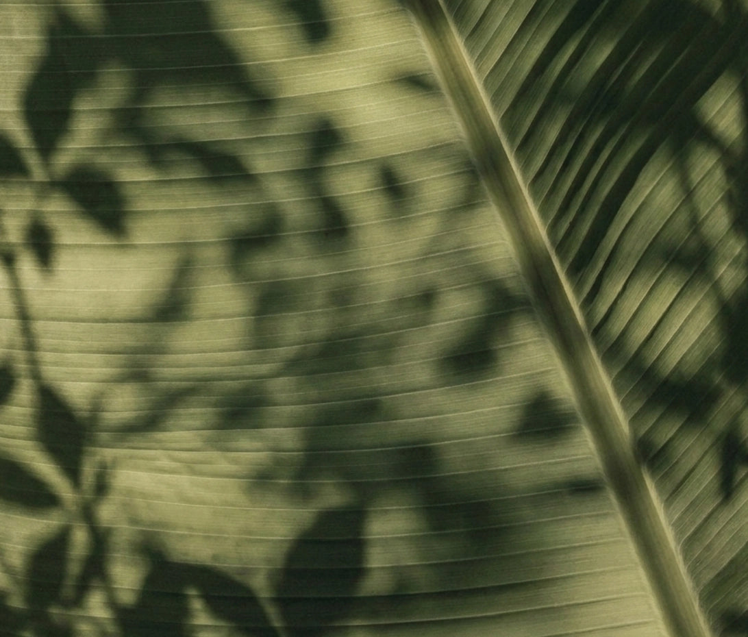 Breath of Veins Phone Cases