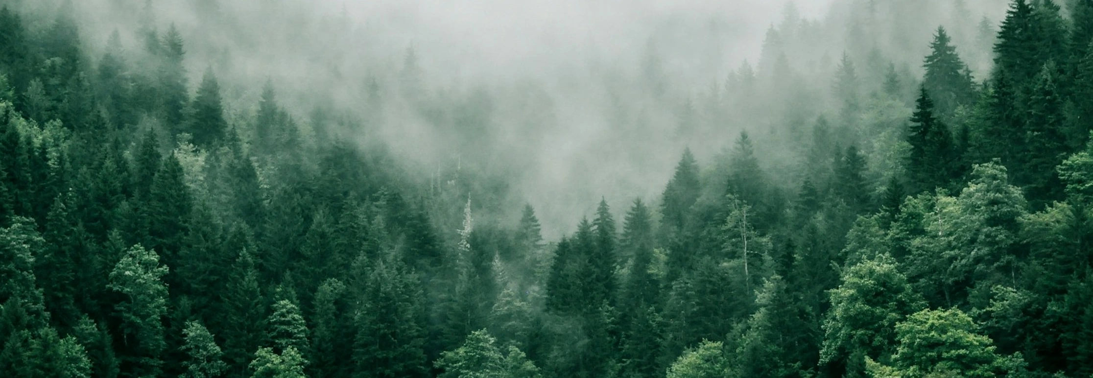 Breath of Veins Phone Cases